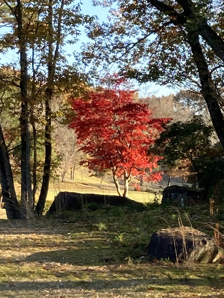 紅葉