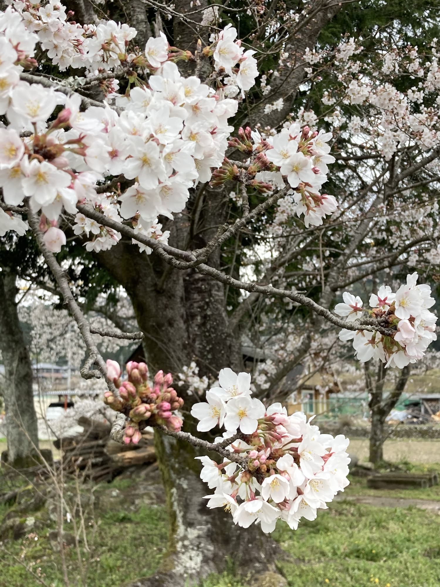 桜